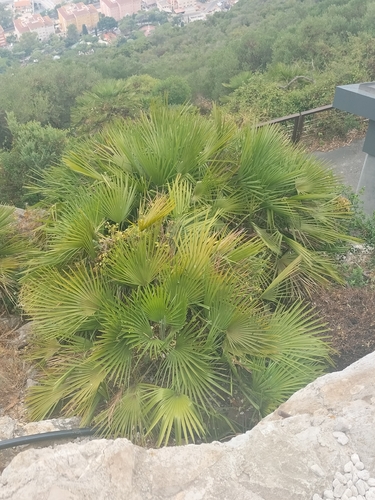palma enana