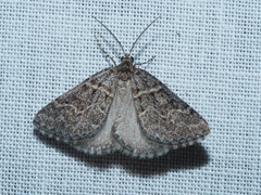 Dichromodes explanata