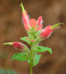 Castilleja scorzonerifolia
