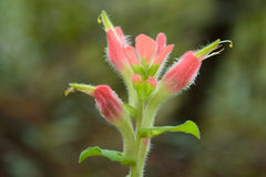 Castilleja scorzonerifolia