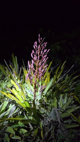 Portea petropolitana, photograph 2