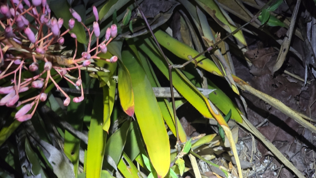 Portea petropolitana; photograph (c) Paulo Mascaretti, some rights reserved (CC BY)