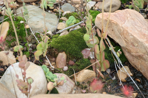 Kalanchoe rotundifolia, photograph 2