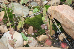 Kalanchoe rotundifolia, photograph (c) Tony Rebelo, some rights reserved (CC BY-SA)