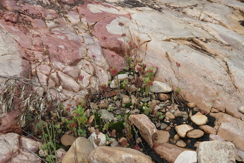 Kalanchoe rotundifolia, photograph 1