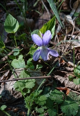 Viola × bavarica