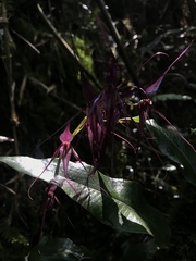 Pleurothallis phalangifera