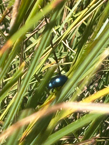 iNaturalist observation photo of Cobalt Milkweed Beetle