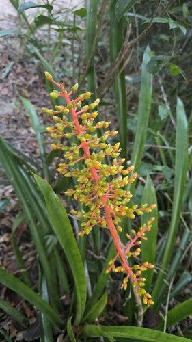 Aechmea ramosa