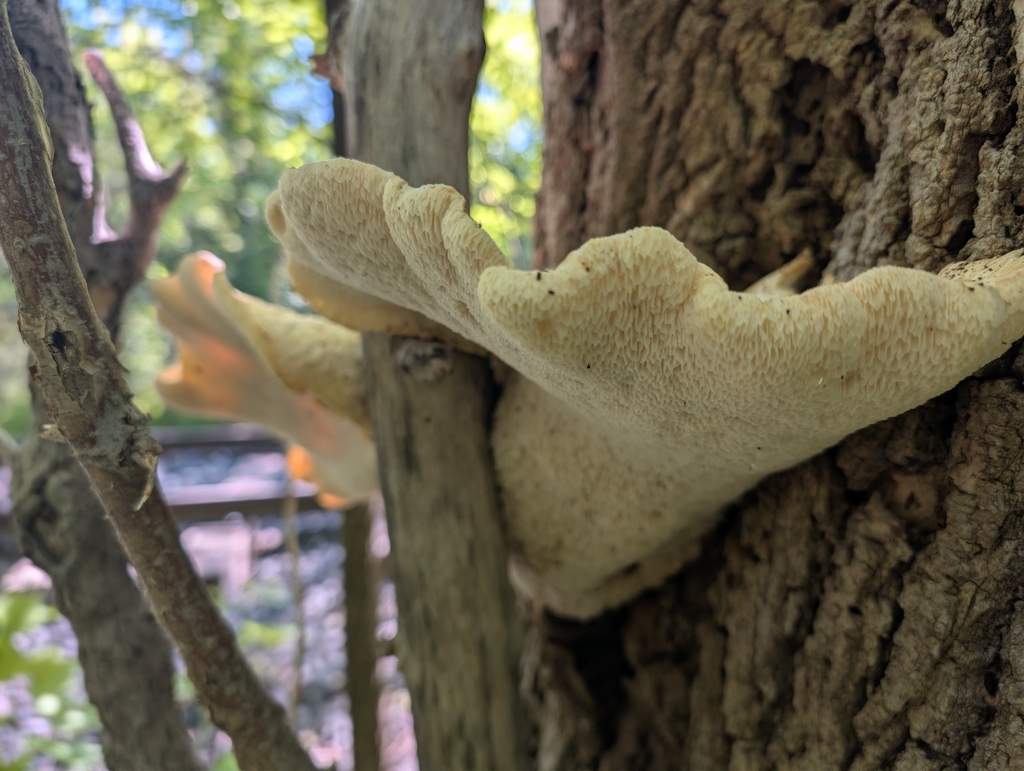 Dryad's Saddle · July 2026 · photo: Photo: no rights reserved · iNaturalist