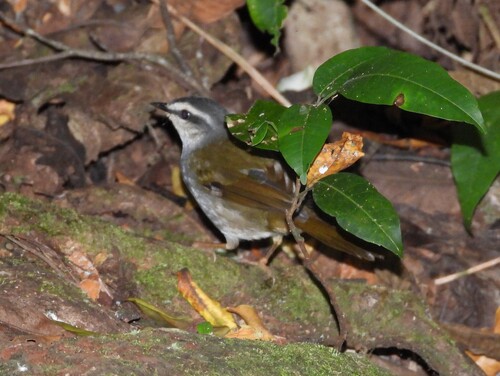 White-striped Warbler (Myiothlypis leucophrys), photo 6