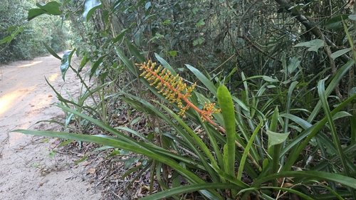 Aechmea ramosa, photograph 2