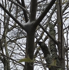 Malacosoma americana