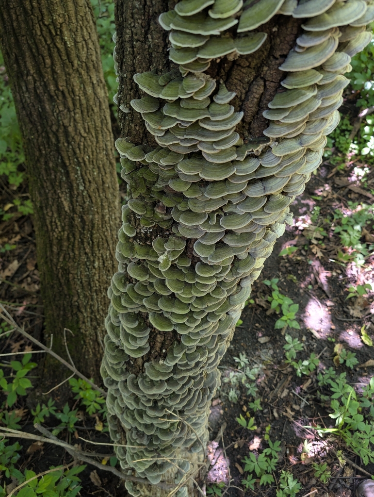 Mossy Maze Polypore · July 2026 · photo: Photo: no rights reserved · iNaturalist