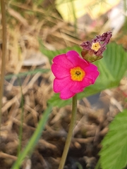 Primula rosea