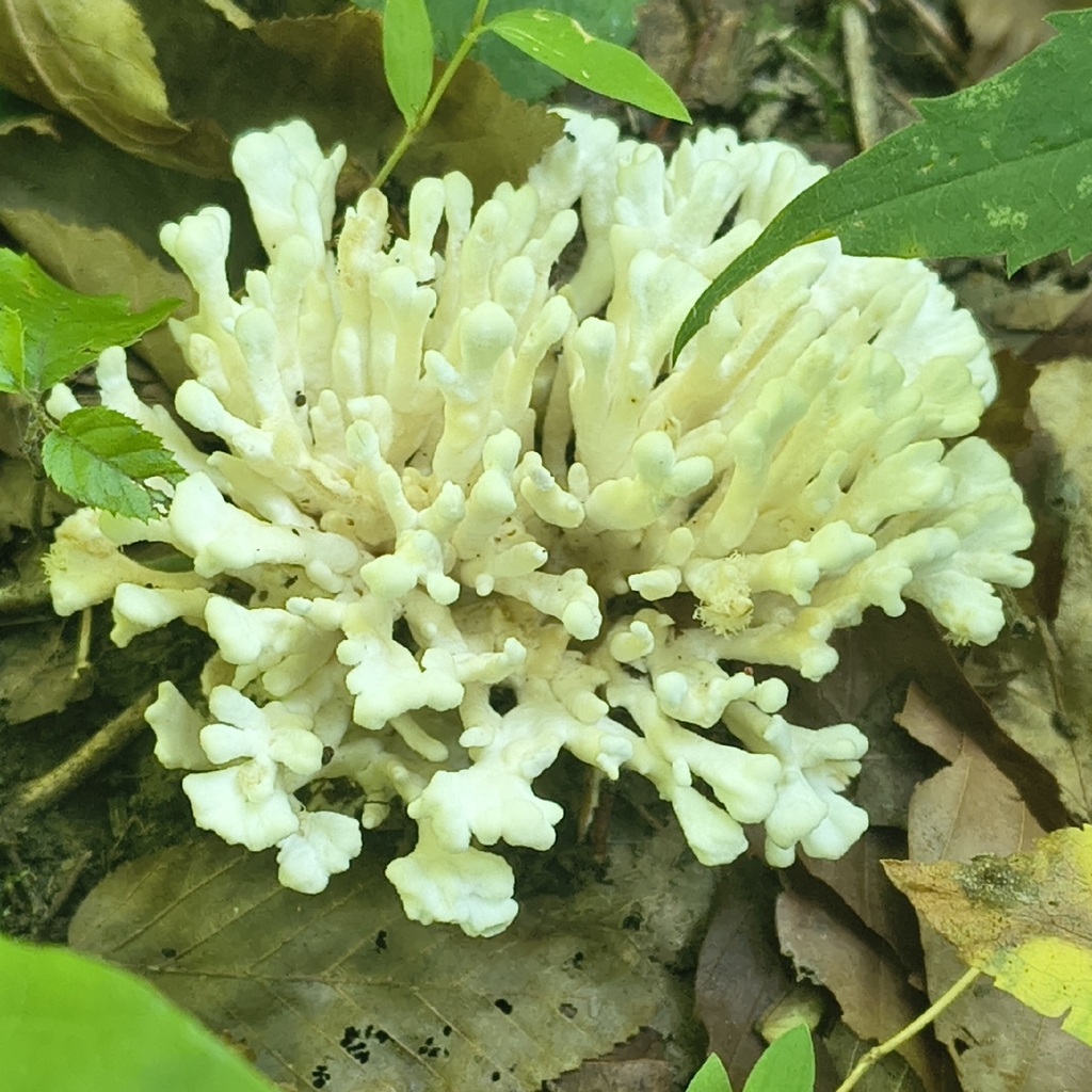 jellied false coral fungus · July 2026 · photo: Photo: (c) Juan Martínez Reina, some rights reserved (CC BY) · iNaturalist