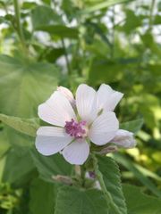 Althaea