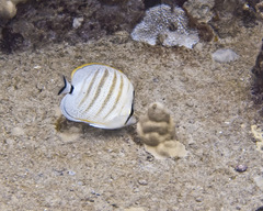 Chaetodon multicinctus