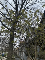 Magnoliopsida