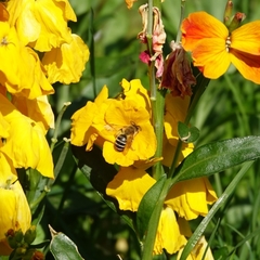 Andrena flavipes