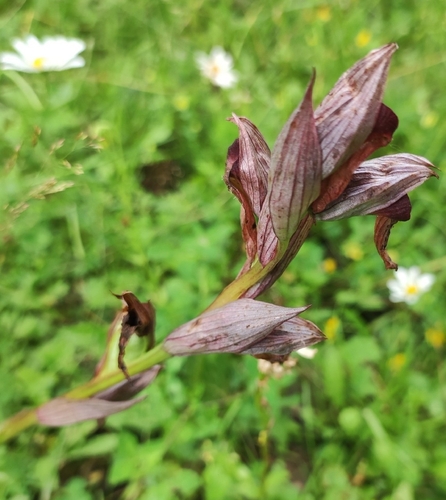 Serapias orientalis, photograph 1