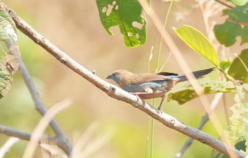 Red-cheeked Cordonbleu