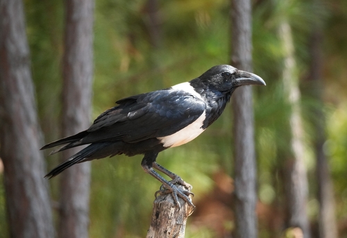 Pied Crow