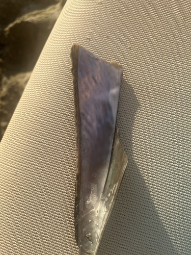 Noble Pen Shell