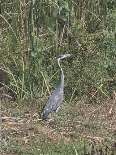 Black-headed Heron