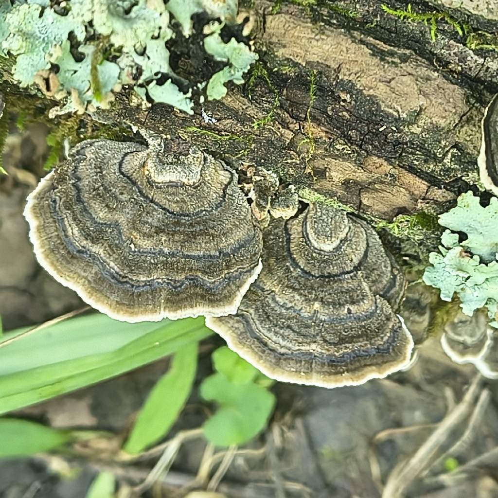turkey-tail · July 2026 · photo: Photo: (c) Juan Martínez Reina, some rights reserved (CC BY) · iNaturalist