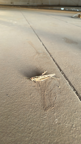 Brown‐spotted Locust