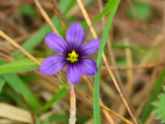 Sisyrinchium