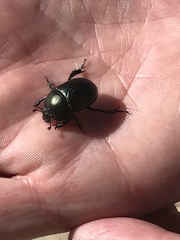 Geotrupes splendidus