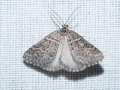 Dichromodes explanata