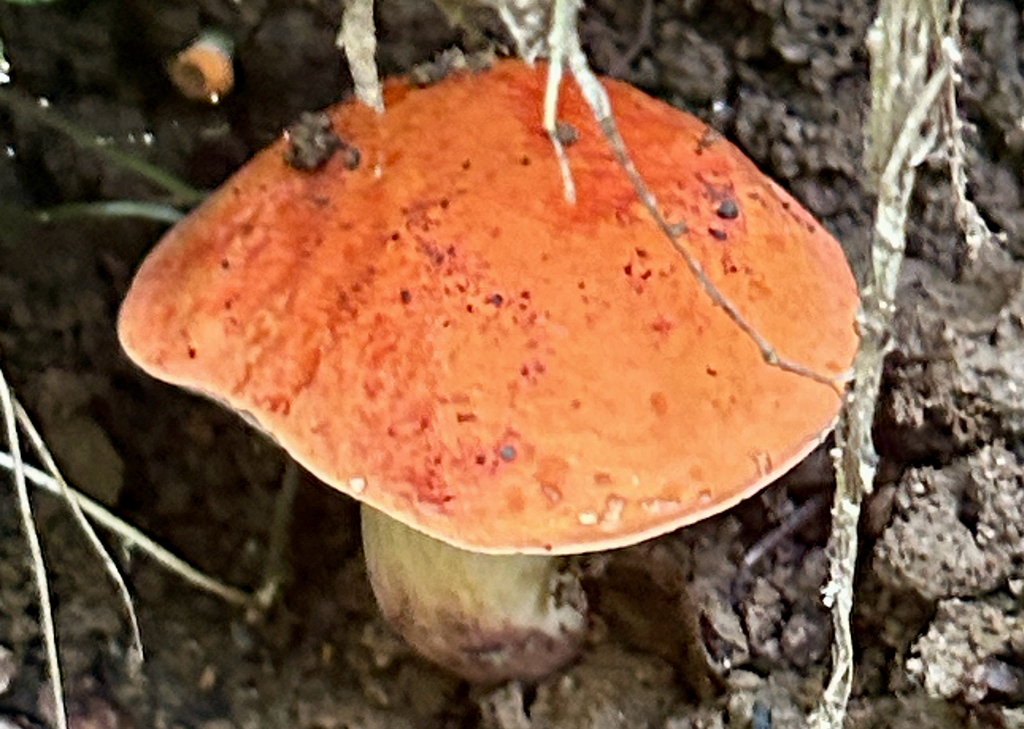 Burnt-orange Bolete · July 2026 · photo: Photo: (c) martin_livezey, some rights reserved (CC BY) · iNaturalist