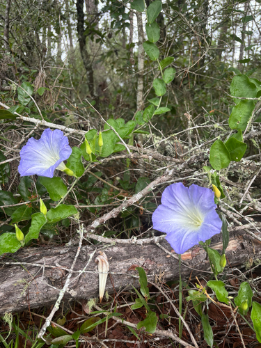 Bonamia grandiflora, photograph 2