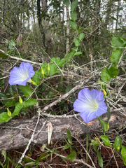 author not stated, no rights reserved Bonamia grandiflora, photograph author not stated, no rights reserved