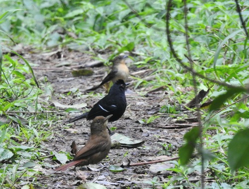 Plain-winged Woodcreeper (Dendrocincla turdina), photo 7