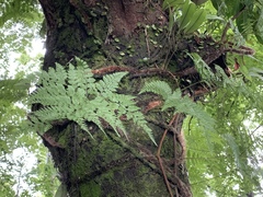 Davallia trichomanoides