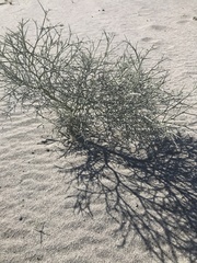 Psorothamnus spinosus