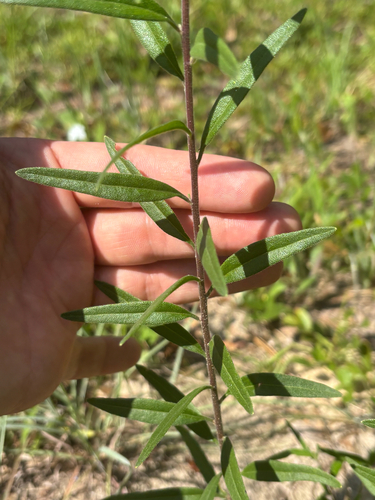 Palafoxia integrifolia, photograph 6
