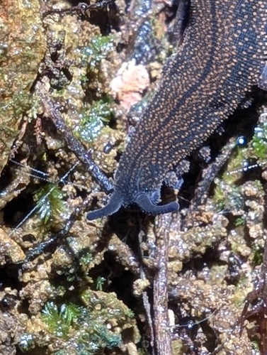 New Zealand peripatus