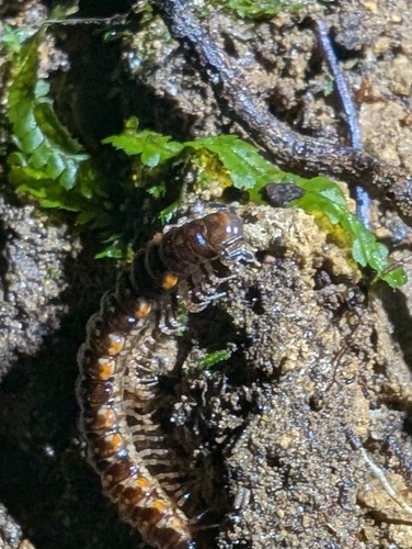 Icosidesmus wheeleri