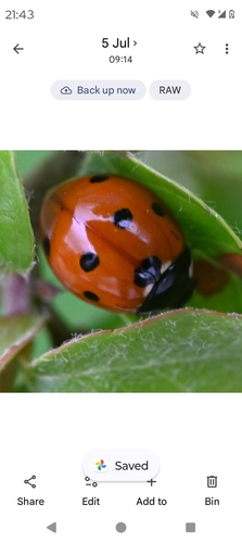 Seven-spotted Lady Beetle