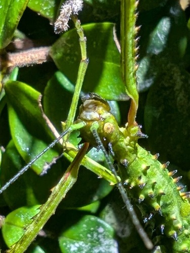 Prickly Stick Insect