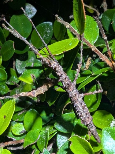 Micrarchus hystriculeus
