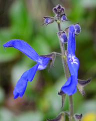 Salvia vitifolia