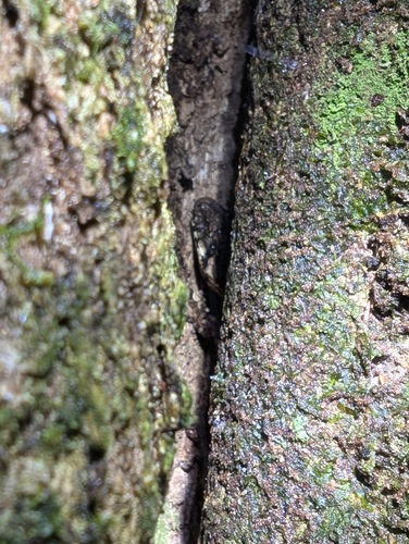 Ngahere Gecko