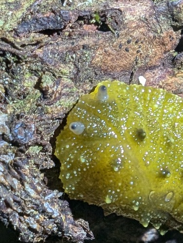 Athoracophorus papillatus