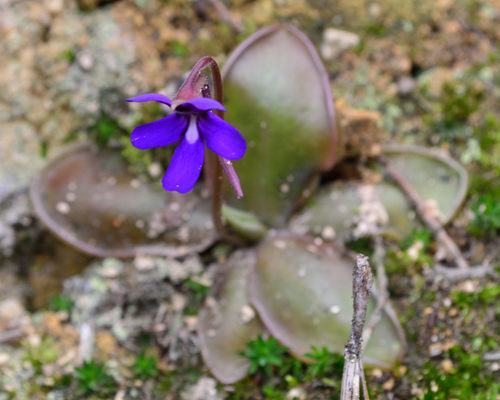 Pinguicula moranensis
